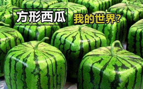 mc吃瓜图片,揭秘虚拟世界中的趣味瞬间