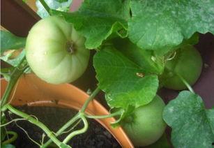 什么是摸鱼吃瓜的人,摸鱼吃瓜的悠然岁月