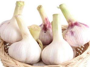 麻瓜吃大蒜,大蒜的独特魅力与食用之道