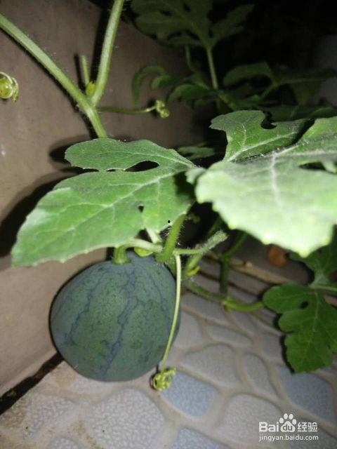 有籽的瓜怎么吃,有籽瓜类的多样食用方法探索