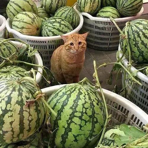 吃瓜卖瓜头像,揭秘吃瓜卖瓜头像背后的趣味人生