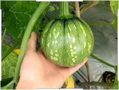 小钢炮吃瓜,揭秘娱乐圈幕后风云