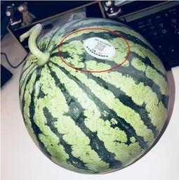 荷兰网红吃瓜,揭秘网红圈幕后趣事