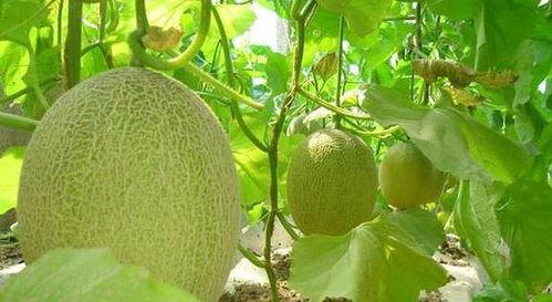 康熙吃哈密瓜,揭秘哈密瓜的宫廷传奇