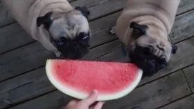 狗狗可以吃清瓜吗怎么吃,健康美味两不误