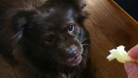 狗狗的吃瓜视频,萌态十足，网友直呼可爱爆表！