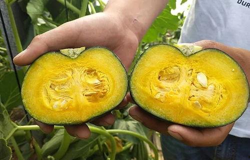 吃板栗贝贝瓜,美味与营养的完美融合