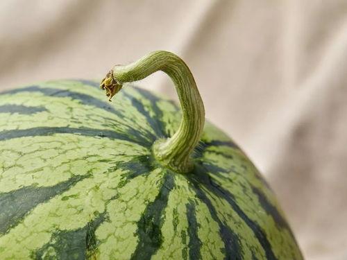 吃瓜上海短剧,一场短剧中的都市生活百态