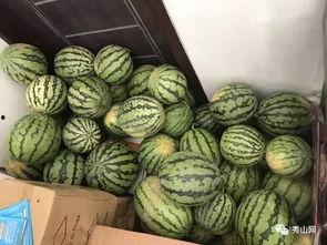 井研吃瓜的视频