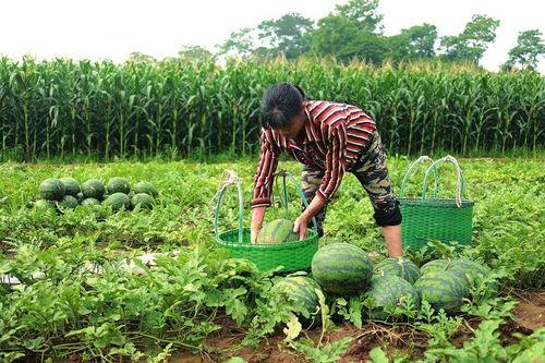 在哪里摘瓜吃,跟随足迹，体验摘瓜吃乐趣
