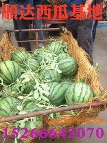 临淄塑化厂吃瓜