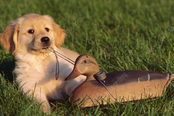 小狗吃西湖瓜好吗,一场别开生面的美食之旅